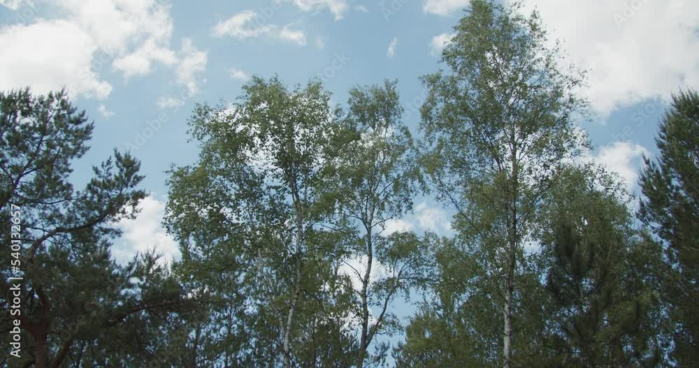 Crowns of deciduous forest trees with bright afternoon sun and rays. Spinning and torsion top view of scenic trees. tree blowing in wind, leaf on blue background, tree and blue sky.
Crowns of deciduous forest trees with bright afternoon sun and rays. Spinning and torsion top view of scenic trees. tree blowing in wind, leaf on blue background, tree and blue sky.