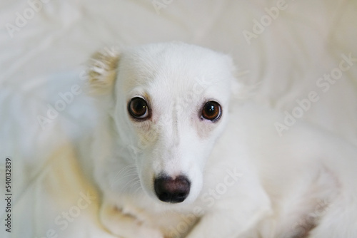Big eyes of a small white dog on a white background © Natalia