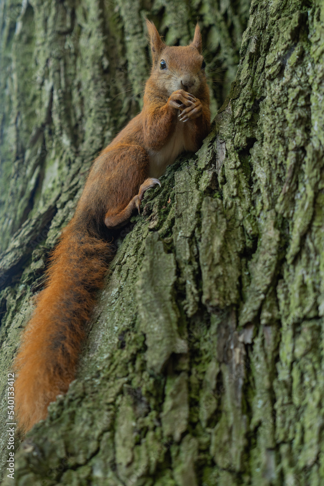 a squirrel sitting on a tree eating nuts close-up on the background of tree bark and looking at the camera a squirrel sitting on a tree eating nuts close-up on the background of tree bark and looking at the camera