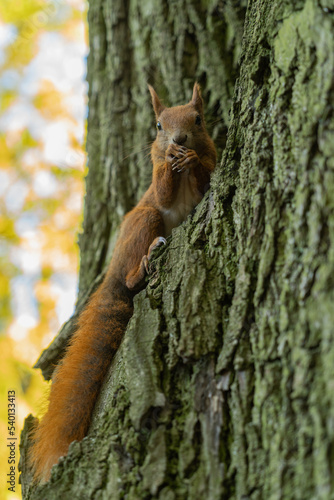 a squirrel sitting on a tree eating nuts close-up on the background of tree bark and looking at the camera  © Tania