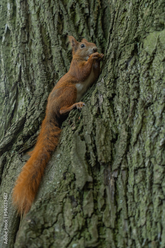 a squirrel sitting on a tree eating nuts close-up on the background of tree bark and looking at the camera 