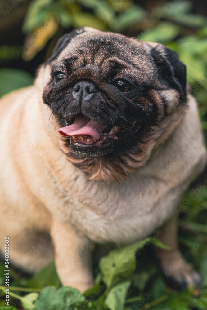 Pug dog with an open mouth and his tongue sticking out and sitting in the grass of the forest on a sunny day.