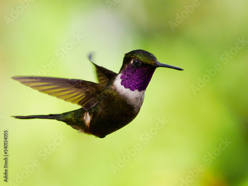Purple throated hummingbird in flight