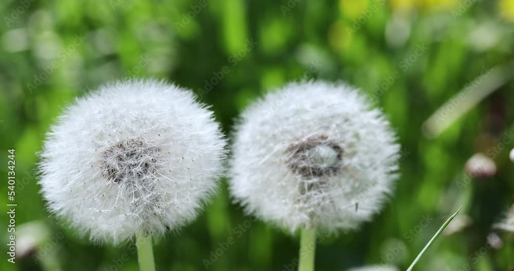 A field with a large number of dandelions in summer and windy weather, an agricultural field with dandelions and grass for feeding cows and other animals A field with a large number of dandelions in summer and windy weather, an agricultural field with dandelions and grass for feeding cows and other animals