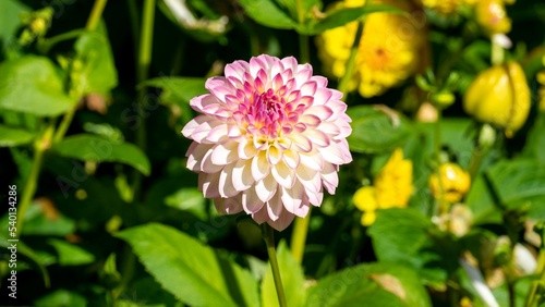pink and yellow dahlia