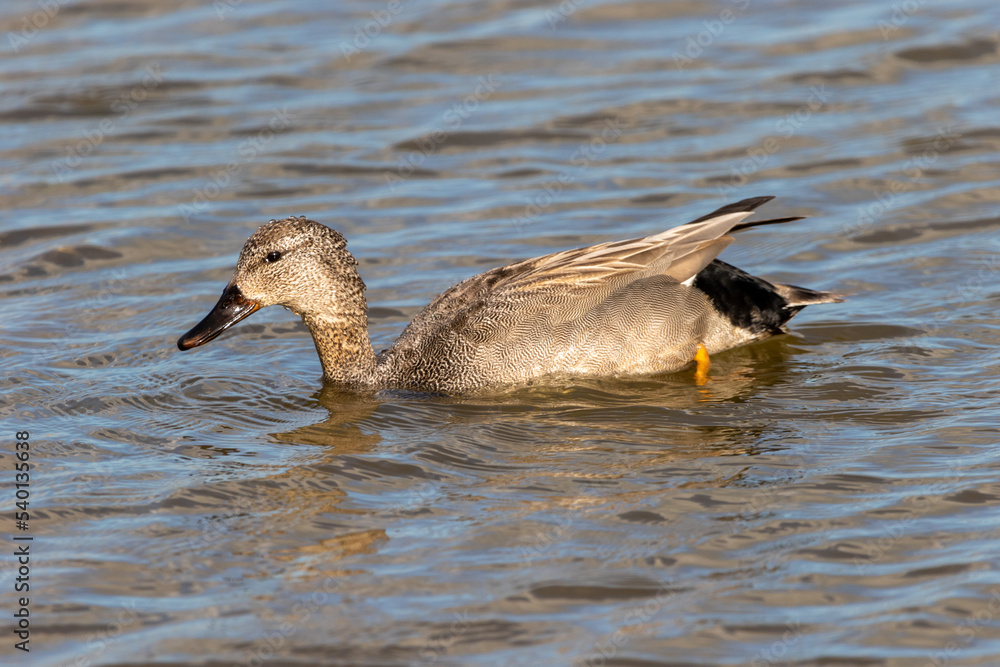 A Gadwall duck on the water. A Gadwall duck on the water.
