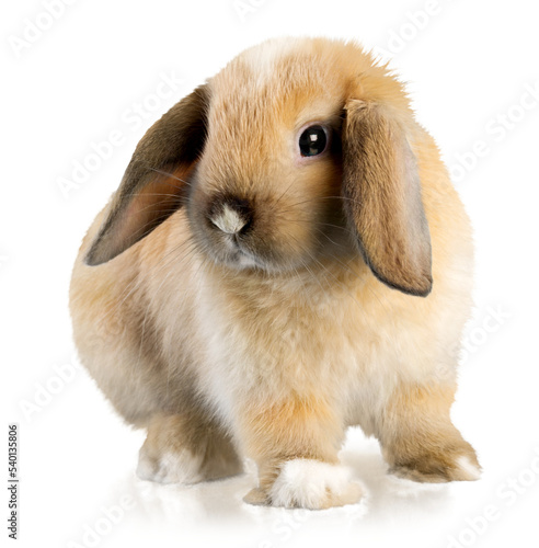 Lop Eared Rabbit looking to the side