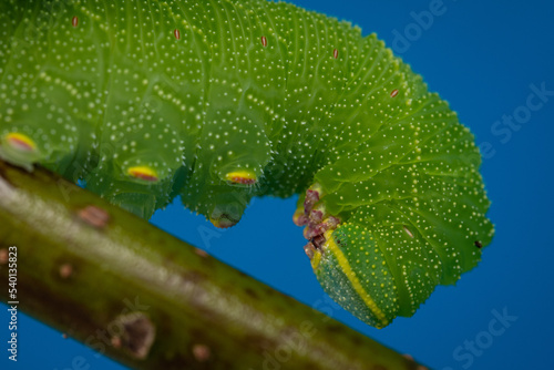 Green caterpillar curling up