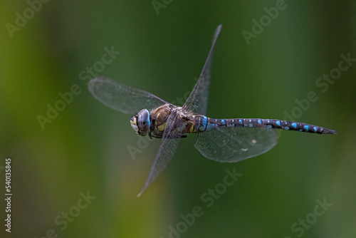 Dragonfly in flight