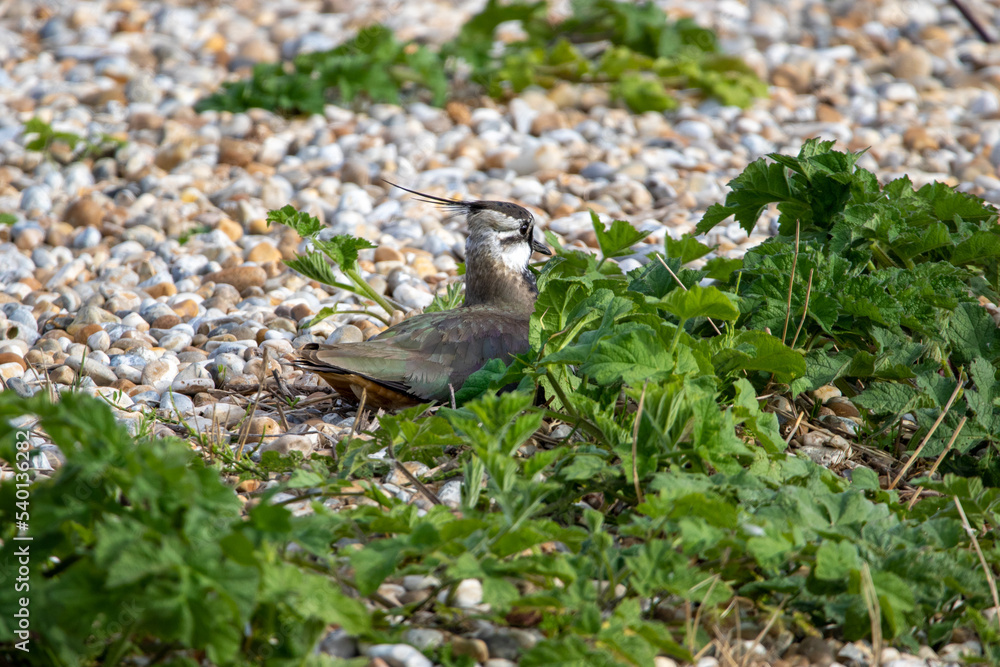 Lapwing on the beach (Vanellus vanellus).