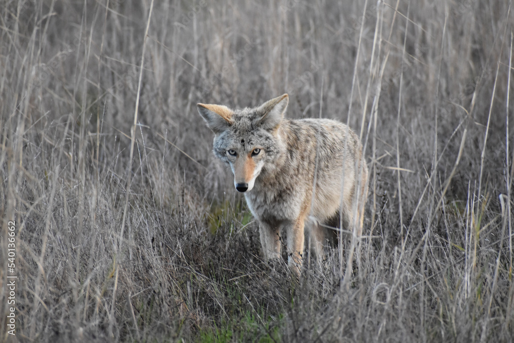 Coyote Searching For Food In A Wetland In Marin County California 