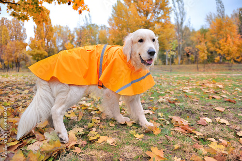 Full length picture of a gilden retiever in raincoat photo