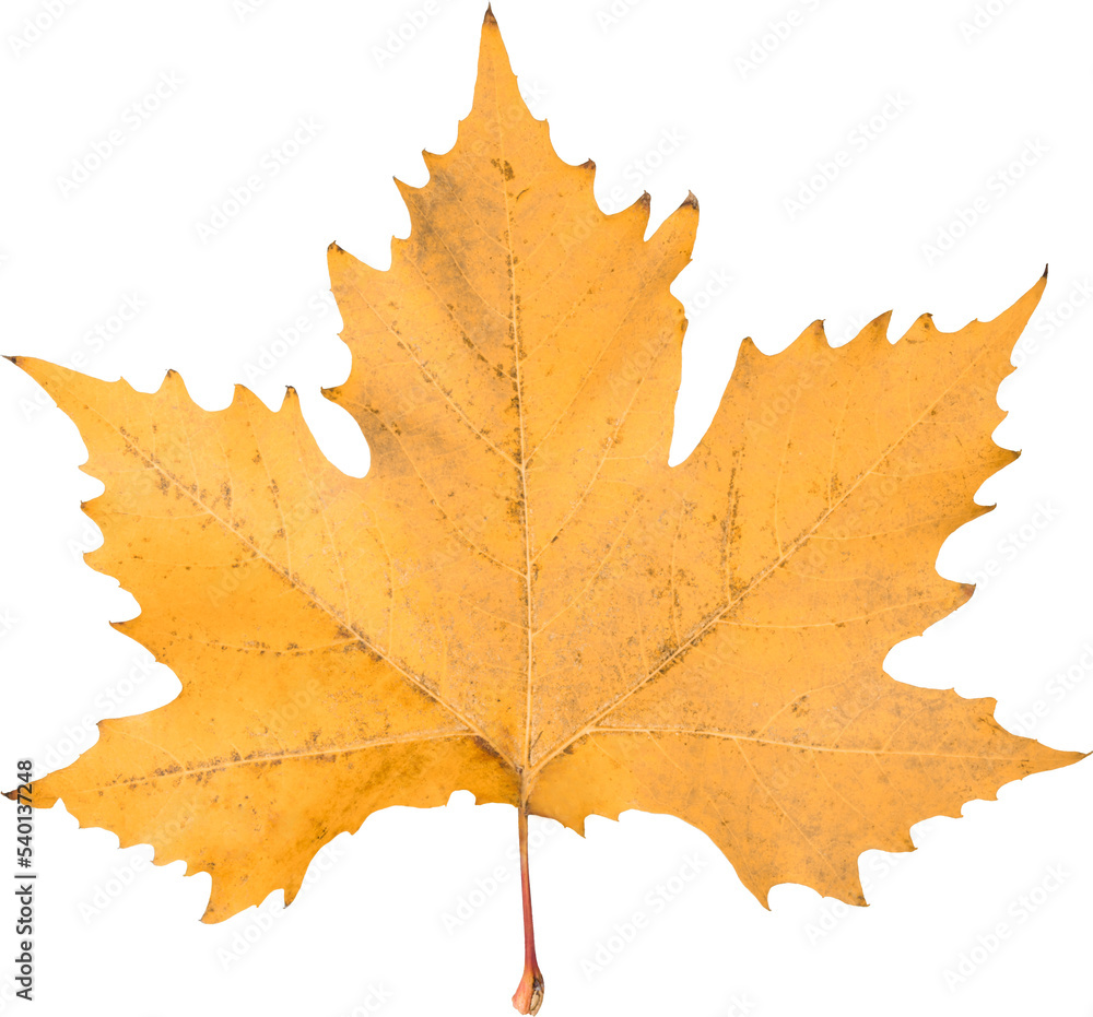 Fototapeta premium Orange autumn leaf isolated on white background