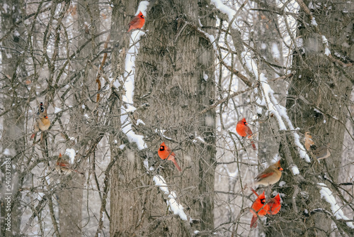 Cardinals in snow