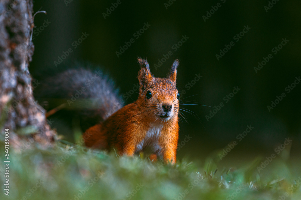 Portrait of a red, adult, hungry squirrel with a fluffy tail in an autumn park. A hungry, curious squirrel is sitting on the grass near a tree in an autumn park. Animals in the city park. Portrait of a red, adult, hungry squirrel with a fluffy tail in an autumn park. A hungry, curious squirrel is sitting on the grass near a tree in an autumn park. Animals in the city park.