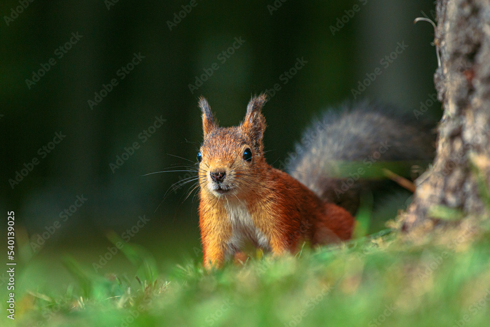 Portrait of a red, adult, hungry squirrel with a fluffy tail in an autumn park. A hungry, curious squirrel is sitting on the grass near a tree in an autumn park. Animals in the city park. Portrait of a red, adult, hungry squirrel with a fluffy tail in an autumn park. A hungry, curious squirrel is sitting on the grass near a tree in an autumn park. Animals in the city park.