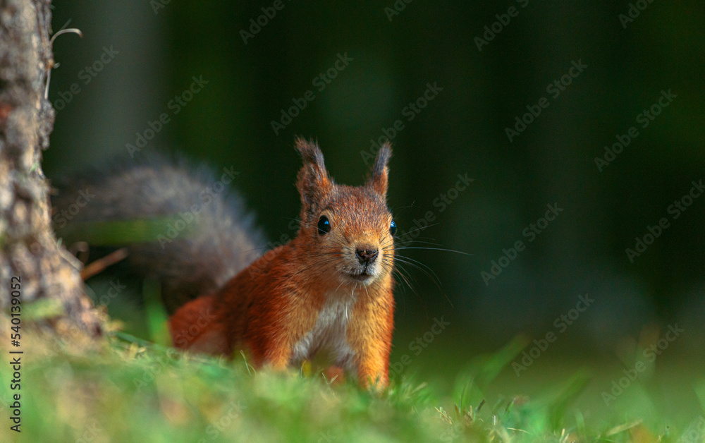 Portrait of a red, adult, hungry squirrel with a fluffy tail in an autumn park. A hungry, curious squirrel is sitting on the grass near a tree in an autumn park. Animals in the city park. Portrait of a red, adult, hungry squirrel with a fluffy tail in an autumn park. A hungry, curious squirrel is sitting on the grass near a tree in an autumn park. Animals in the city park.