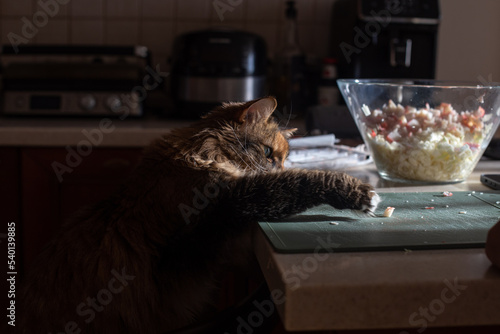 a funny domestic cat reaches out with its paw to a glass bowl of food that stands on the kitchen table.