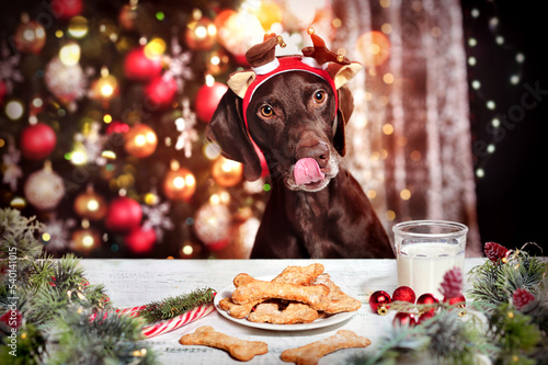 Dog in deer headband eating bones shaped cookies against Christmas tree photo