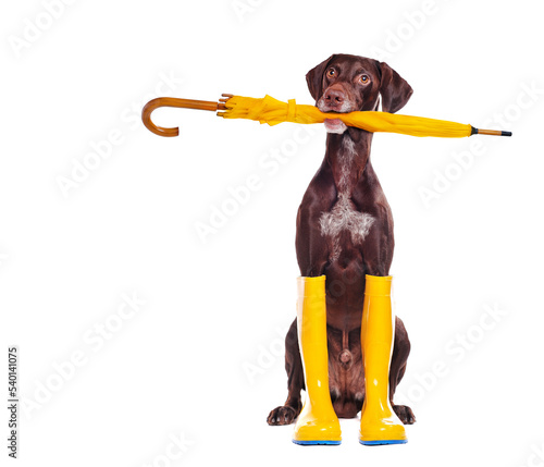 Pointed dog wearing rubber boots holding umbrella in mouth