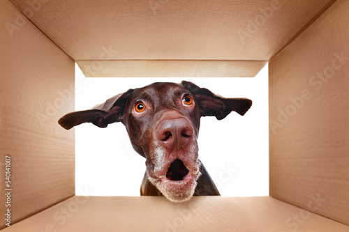 Pointer dog looking into the box with surprise ©  Tatyana Kalmatsuy