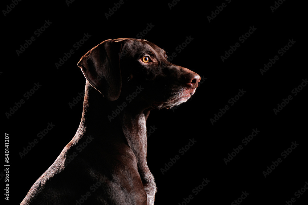 Head silhouette of beautiful kurtshaar dog