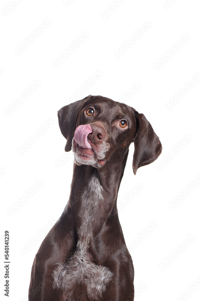 Hungry pointer dog vertical portrait Hungry pointer dog vertical portrait