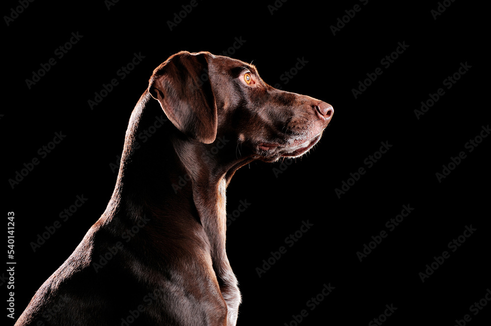 Low key profile portrait of kurtshaar dog against black background Low key profile portrait of kurtshaar dog against black background
