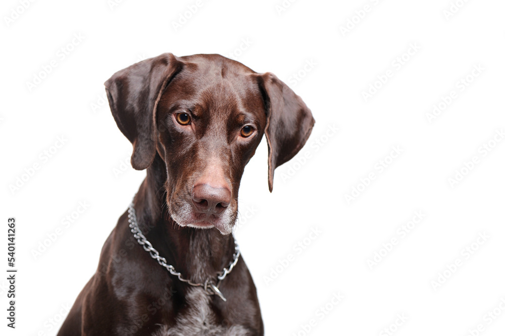 Pointer dog looking down head shot