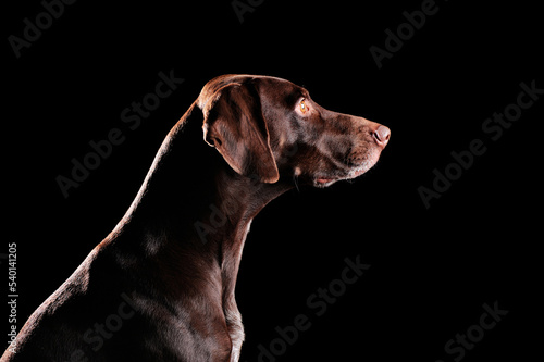 Wallpaper Mural Head side view portrait of kurtshaar dog looking to the copy space area Torontodigital.ca