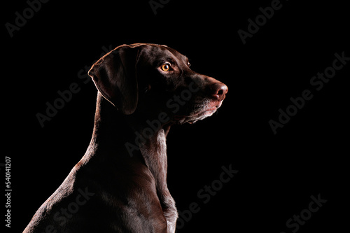 Head silhouette of beautiful kurtshaar dog ©  Tatyana Kalmatsuy
