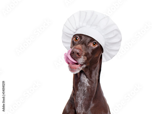 Hungry dog wearing chef hat close-up portrait