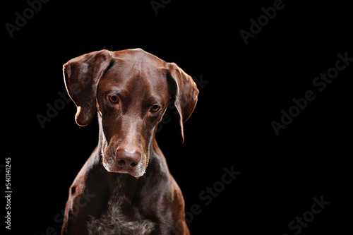 Wallpaper Mural Pointer dof looking sad isolated on black Torontodigital.ca
