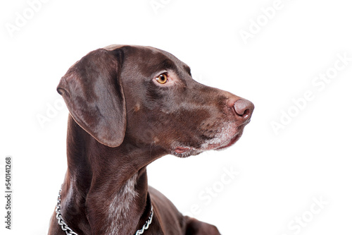Pointer dog looking to the side head portrait