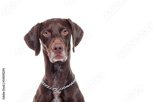 Portrait of a hunter dog head shot