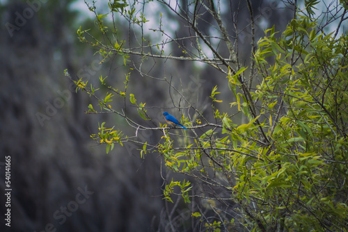 bird on a branch in the forest © Alexa