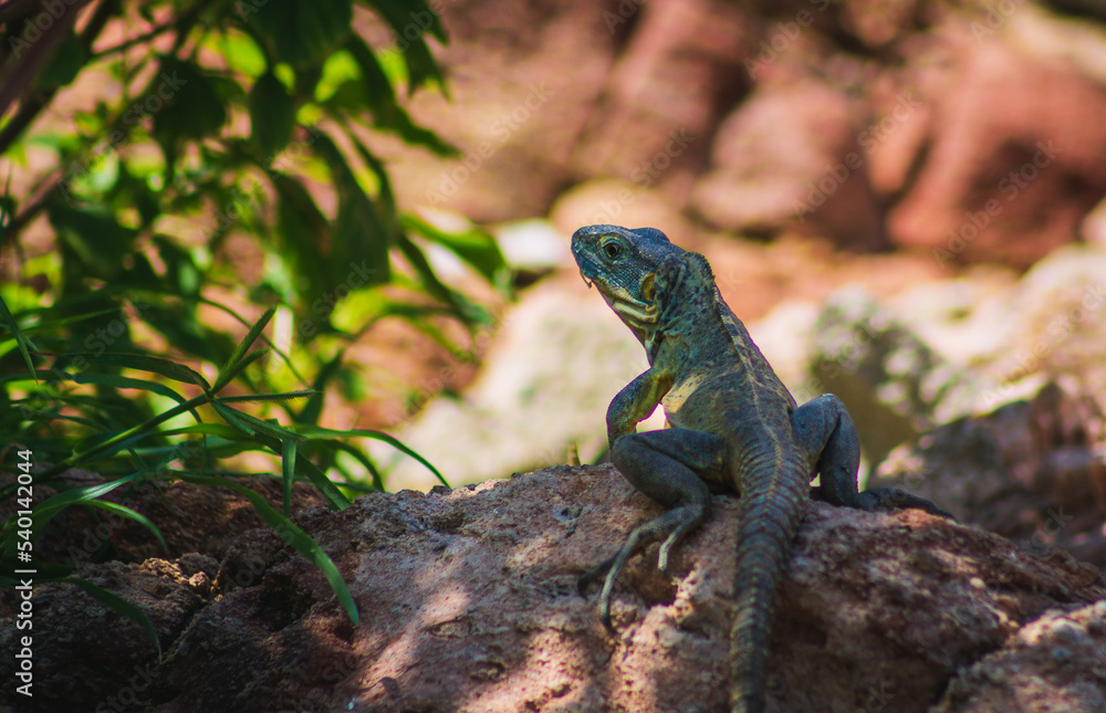 Fototapeta premium iguana on the rock