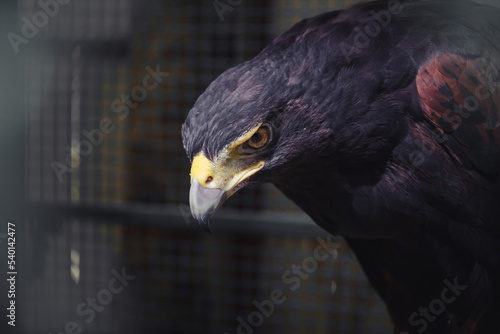 intense eagle