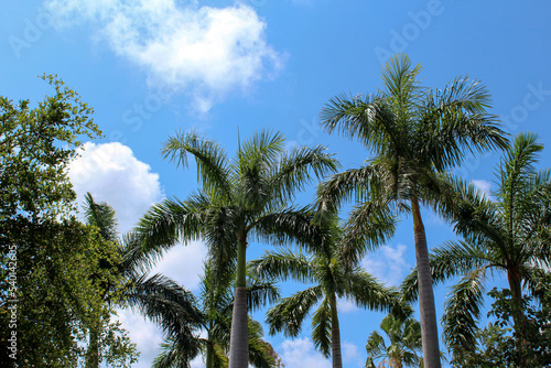 palm trees against blue sky