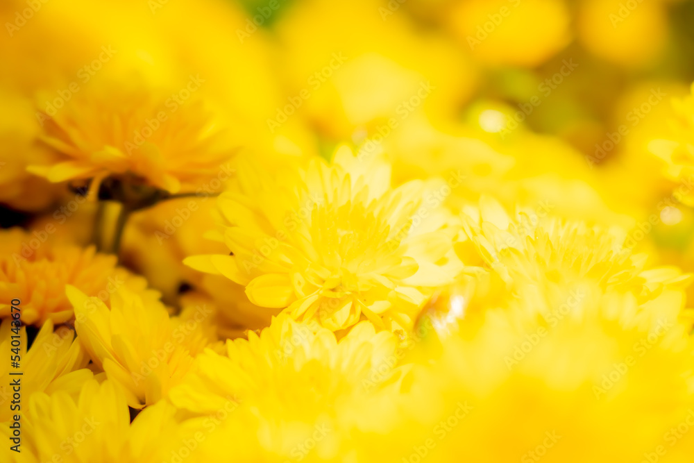flower flower