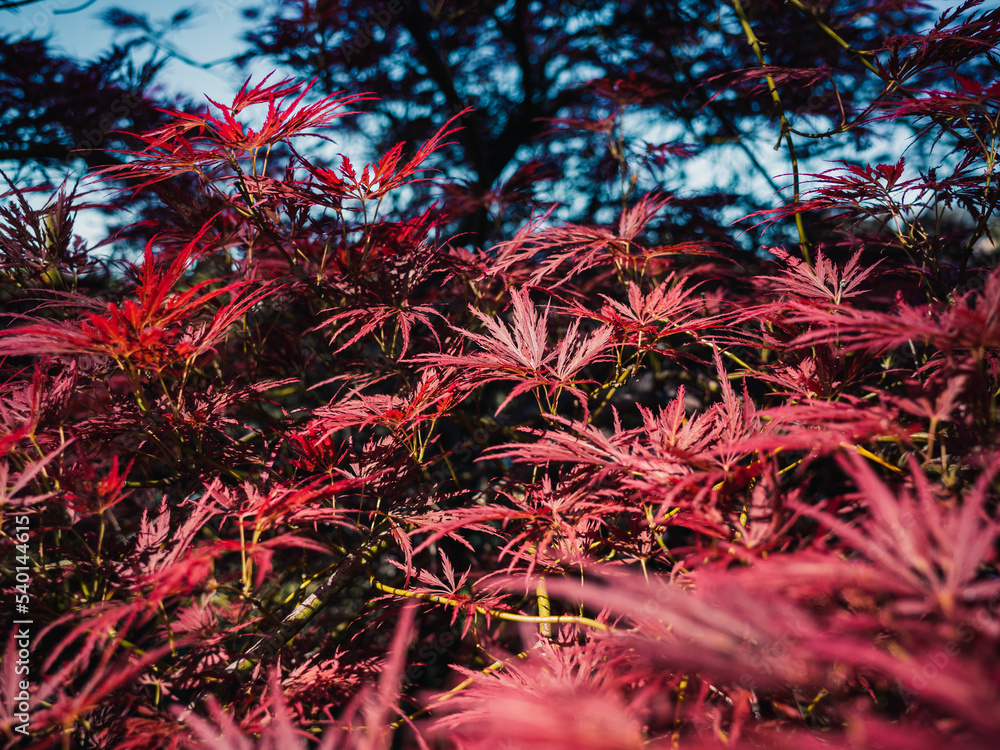 Red foliage Red foliage