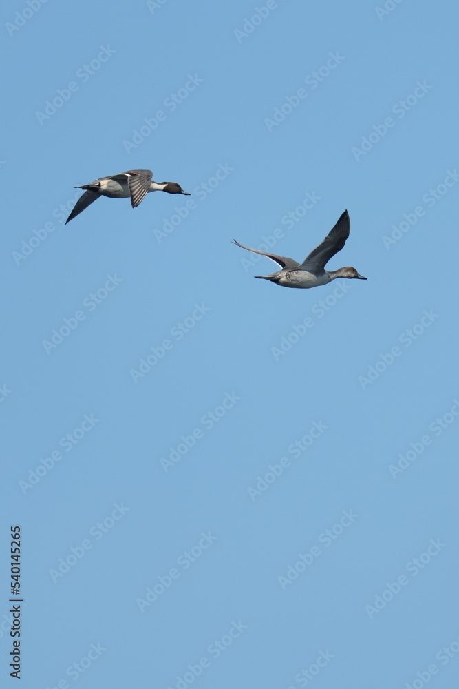 northern pintail in a seashore