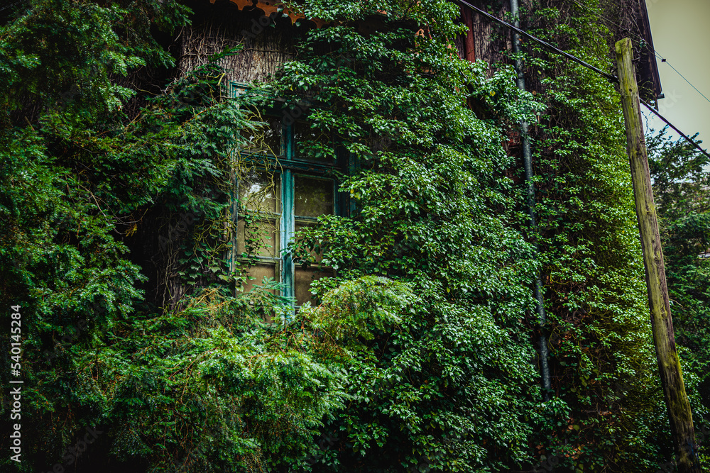 Abandoned building overgrown with ivy, green vegetation, nature, forest. Window. Tower..
Abandoned building overgrown with ivy, green vegetation, nature, forest. Window. Tower..