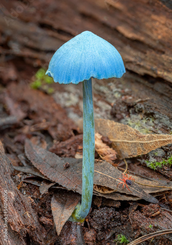 Entoloma virescens (Sky-blue Pinkgill) -  NSW, Australia