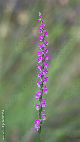 Austral Ladies' Tresses or Pink Spiral Orchid (Spiranthes australis) - endemic to eastern Australia