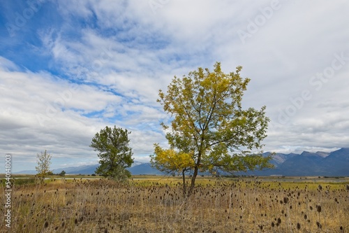 Trees under partly cloudy sky in Montana. photo