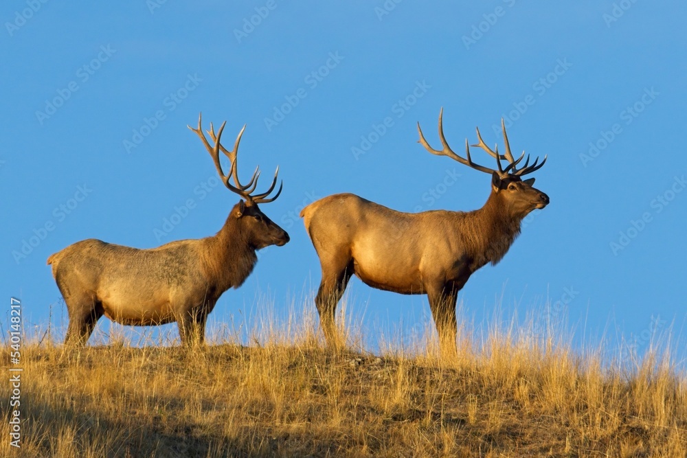 Bull elk standing in the morning light. Bull elk standing in the morning light.