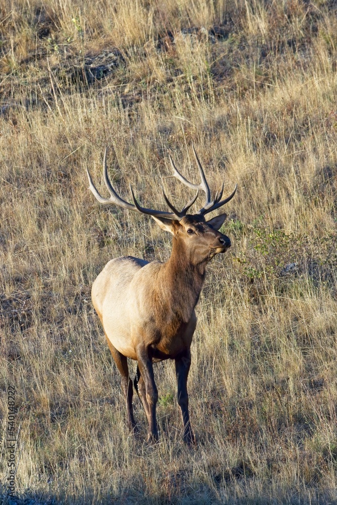 Large elk in a dry and grassy field. Large elk in a dry and grassy field.