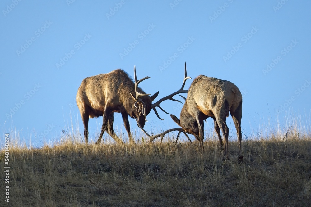 Large bull elk dual during the rut. Large bull elk dual during the rut.