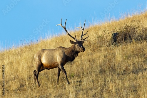 Bull elk walking on side of a hill. © Gregory Johnston